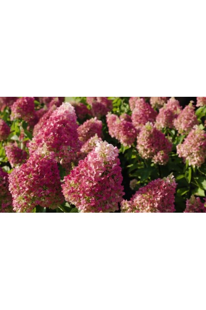 Рожево-біла гортензія Living Pinky Promise на клумбі влітку